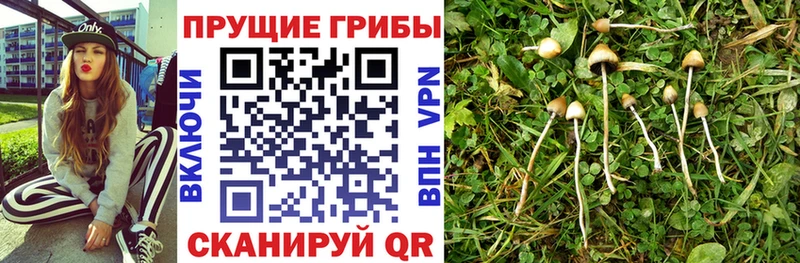 darknet наркотические препараты  OMG онион  Теберда  Псилоцибиновые грибы Cubensis 
